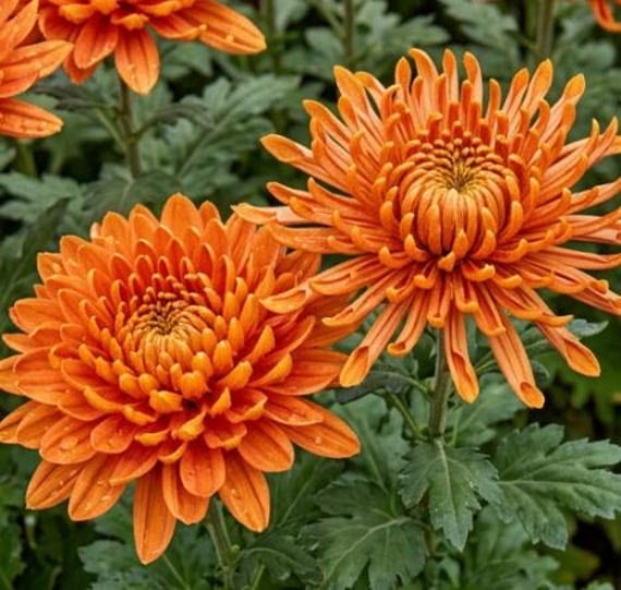 Chrysanthemum & Calimaro